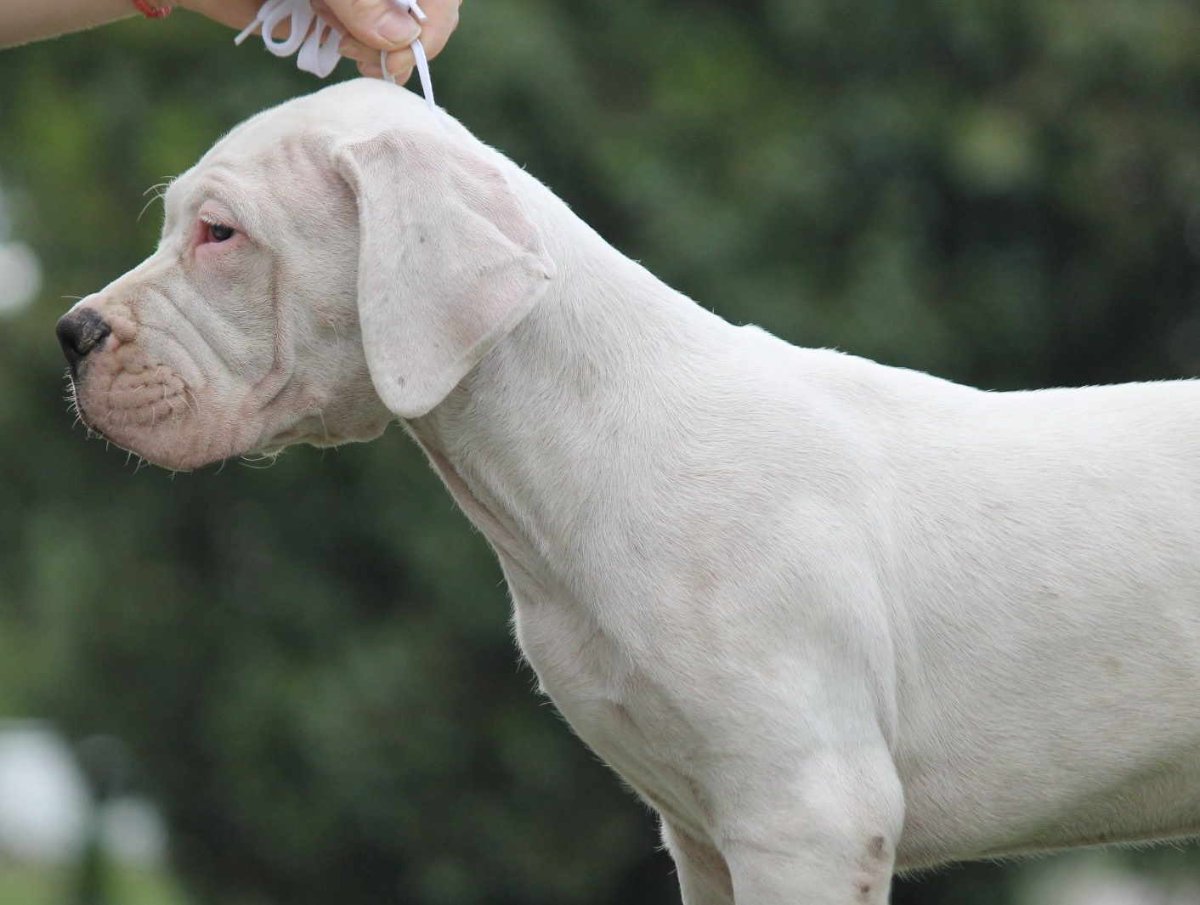 Leglo dogo argentino štenaca
