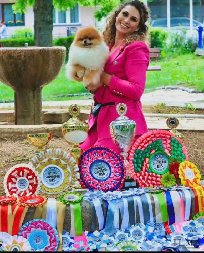 Ekskluzivni pomeranci iz vrhunske brazilske krvne linije
