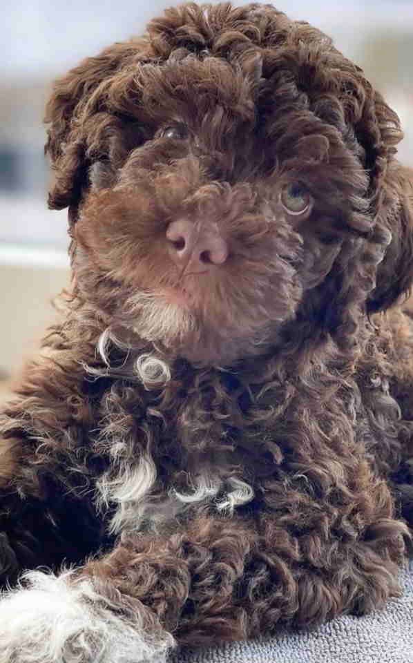 Lagotto Romagnolo – rezervacija stenaca