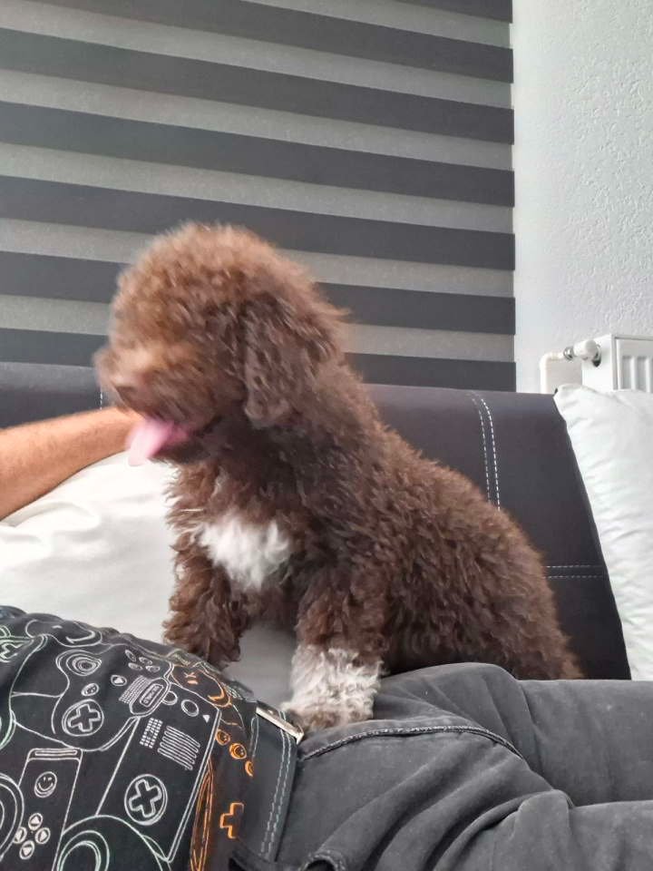 Lagotto Romagnolo – rezervacija stenaca