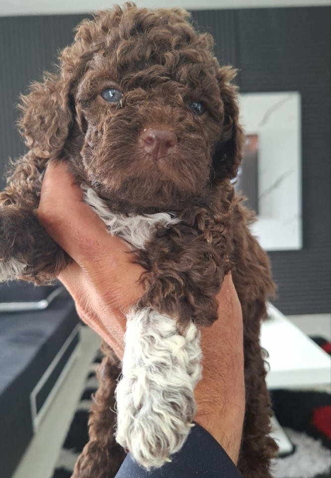 Lagotto Romagnolo – rezervacija stenaca