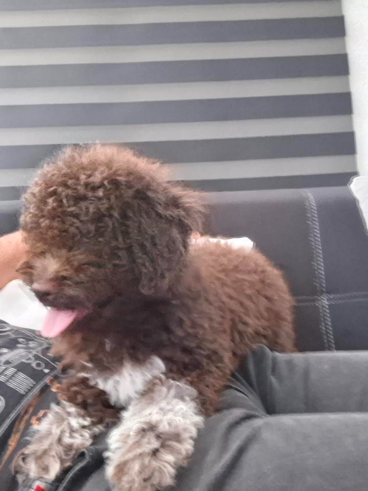 Lagotto Romagnolo – rezervacija stenaca