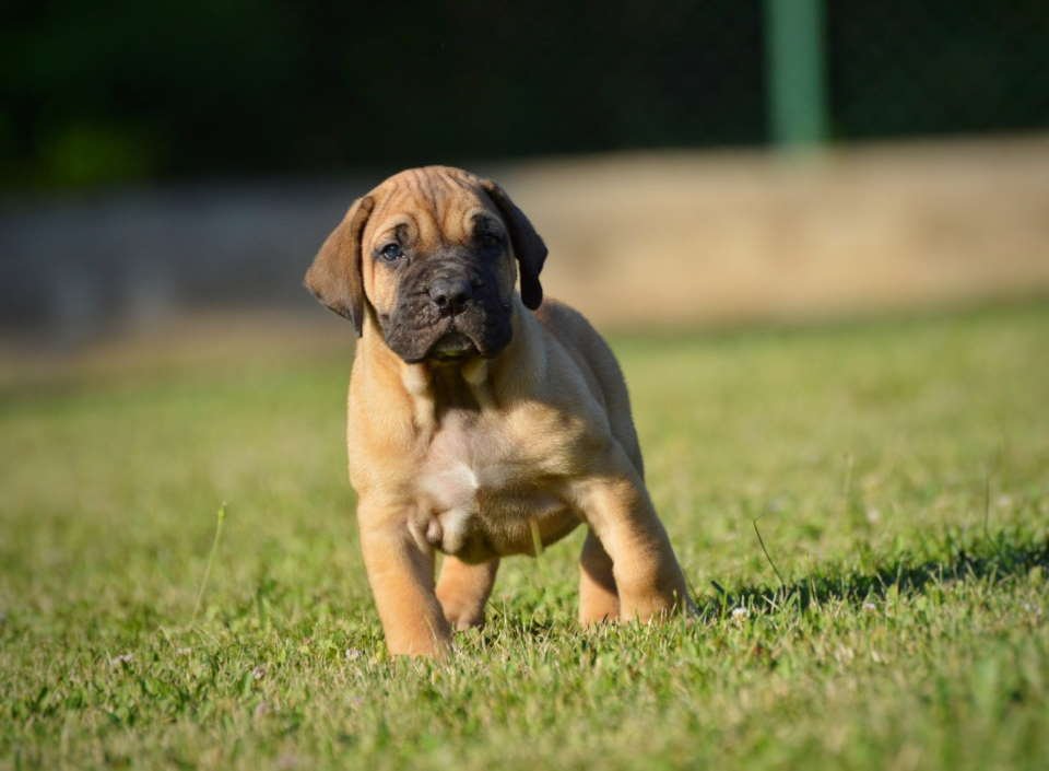 Na prodaju stenci Presa Canario
