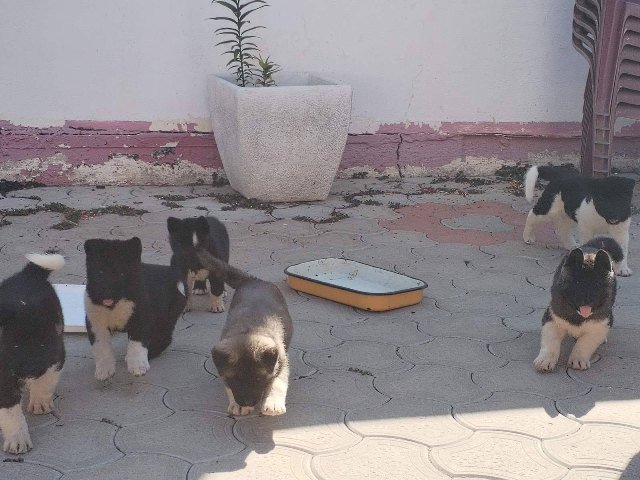 Američka Akita, štenci