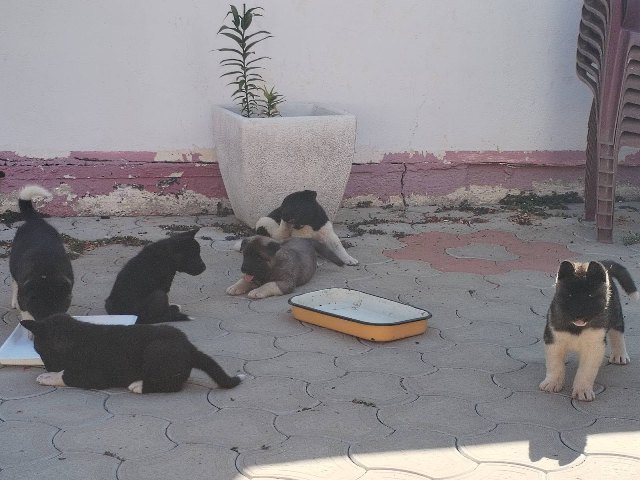 Američka Akita, štenci