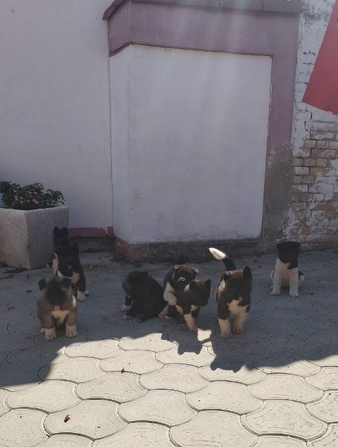 Američka Akita, štenci