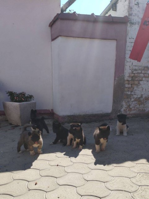 Američka Akita, štenci
