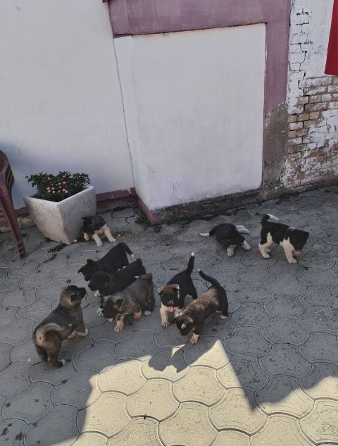 Američka Akita, štenci