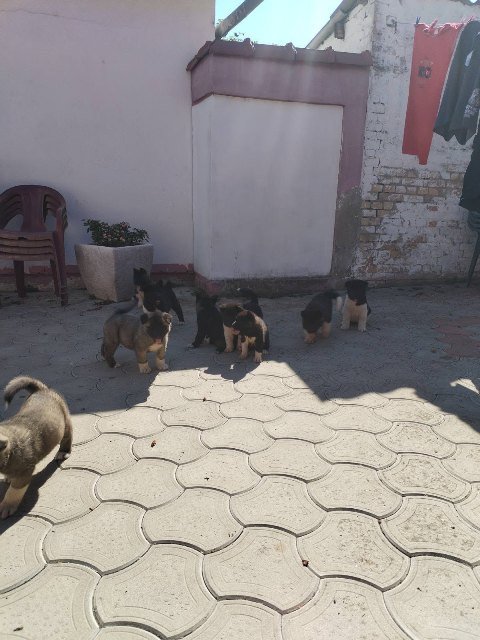 Američka Akita, štenci