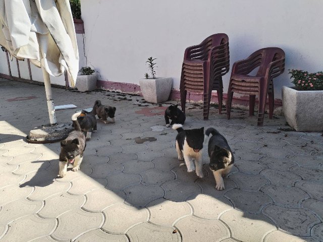 Američka Akita, štenci