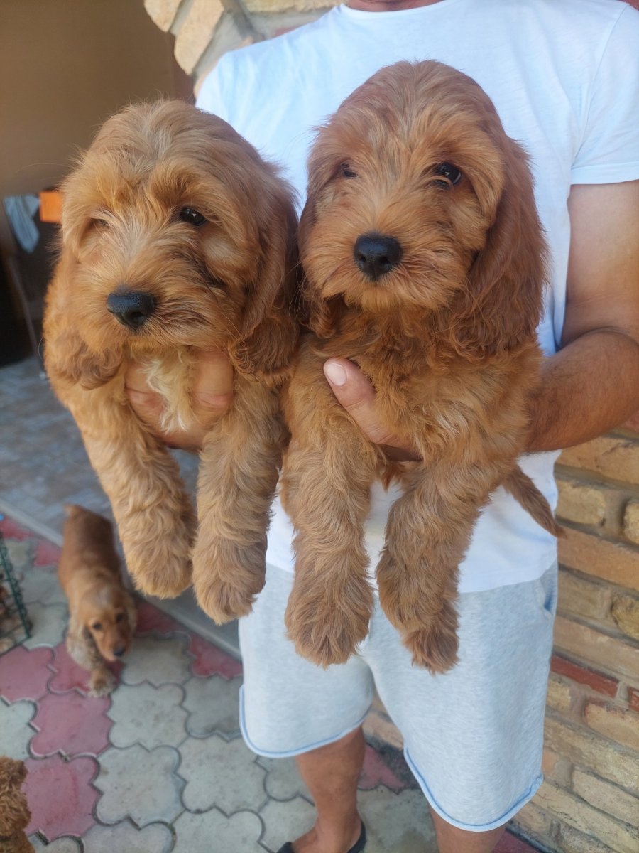 Cockapoo štenci