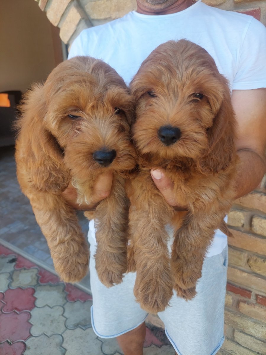 Cockapoo štenci