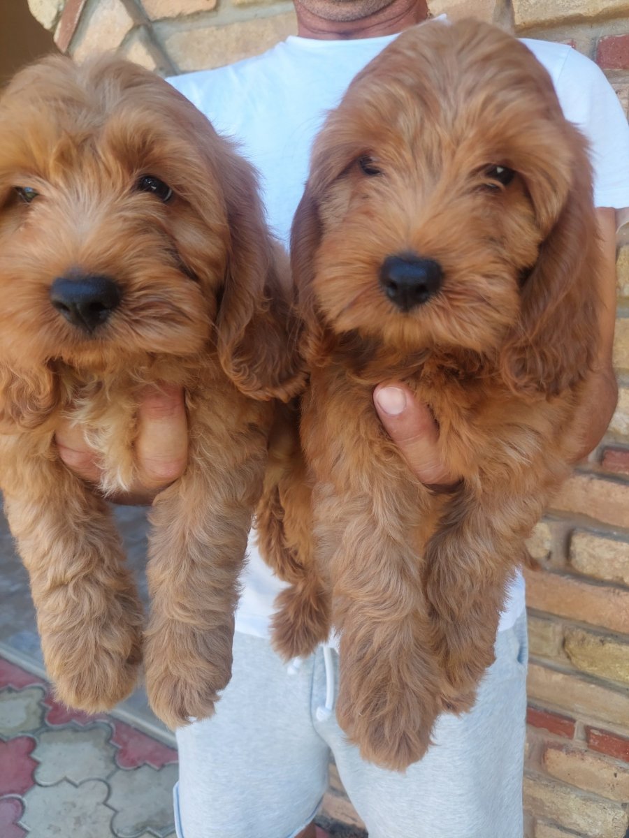 Cockapoo štenci