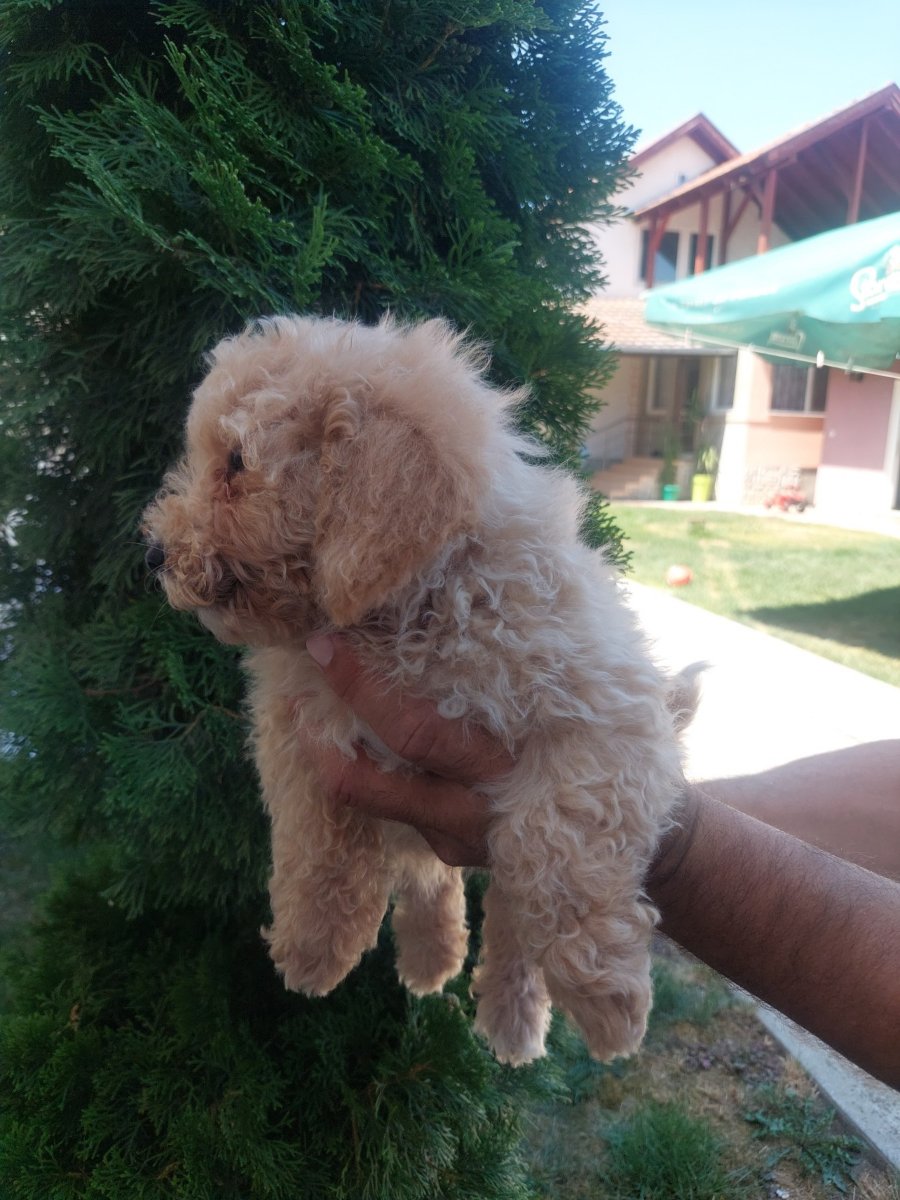 Cockapoo štenci