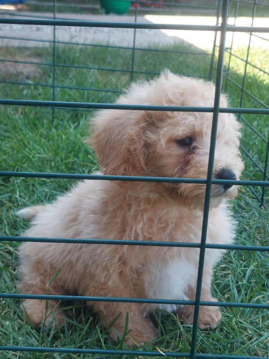 Cockapoo štenci