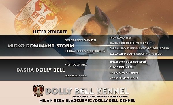 Štenci Američkog staforda