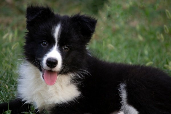 Border Collie - Border koli štenad