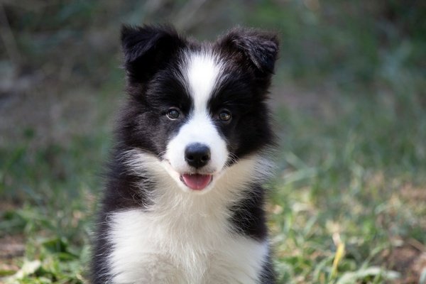 Border Collie - Border koli štenad