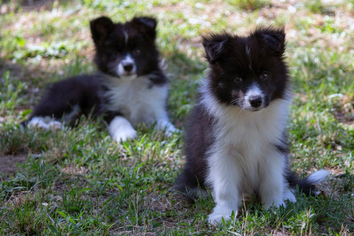 Border Collie - Border koli štenad