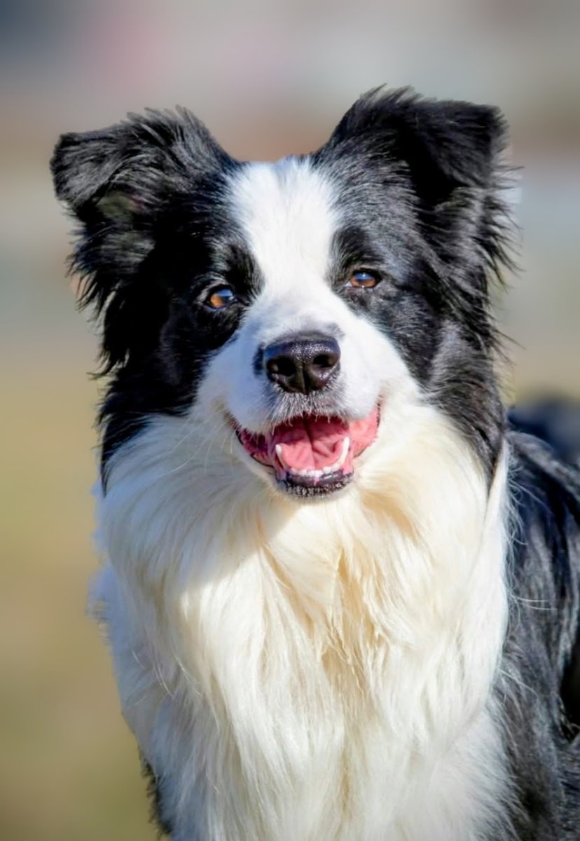 Border Collie - Border koli štenad