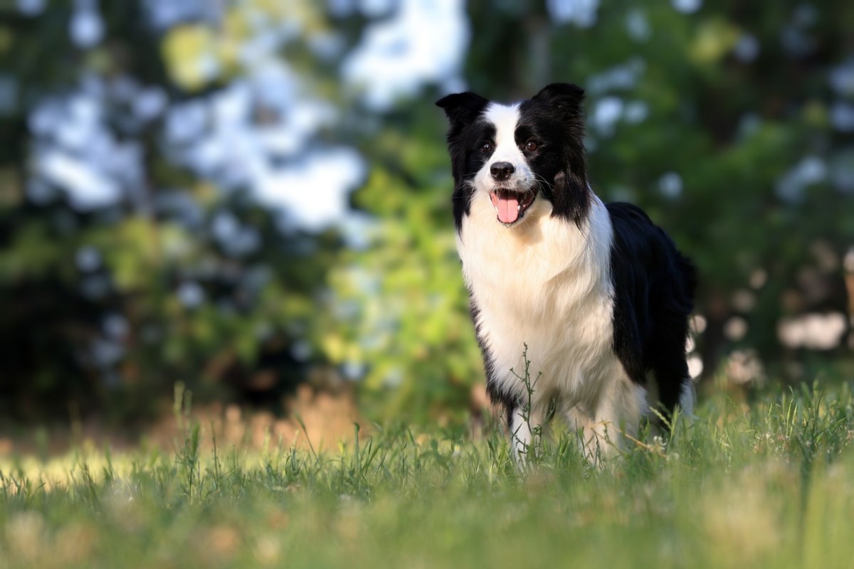 Border Collie - Border koli štenad