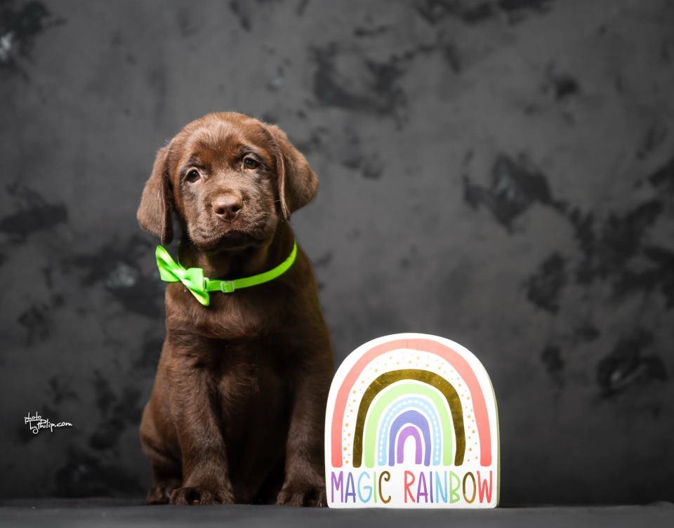 Crni i braon mužjak Labrador retrivera