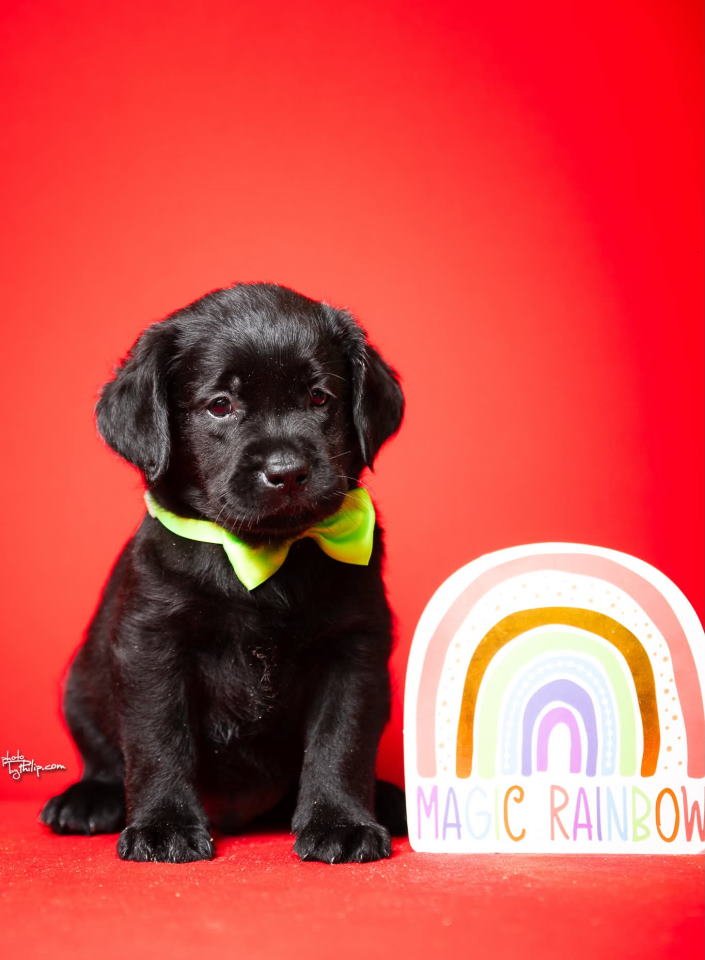 Crni i braon mužjak Labrador retrivera