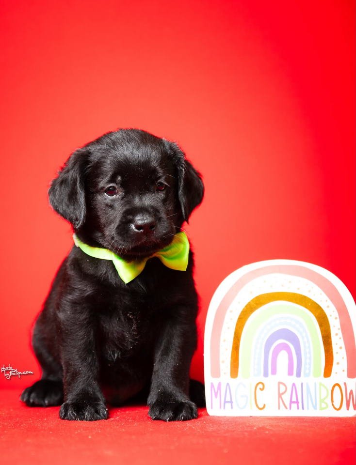 Crni i braon mužjak Labrador retrivera