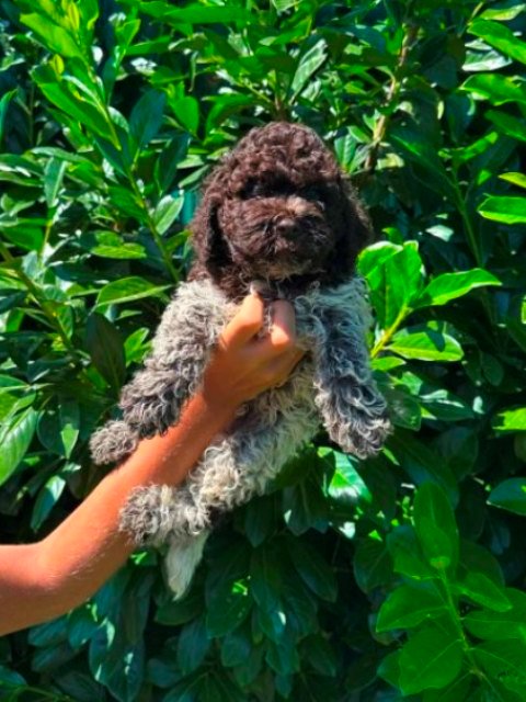 Lagotto Romagnolo štenci