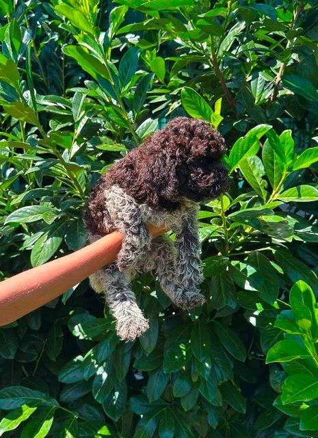 Lagotto Romagnolo štenci