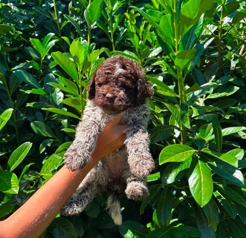 Lagotto Romagnolo štenci