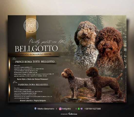 Lagotto Romagnolo štenci