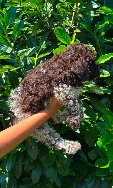 Lagotto Romagnolo štenci