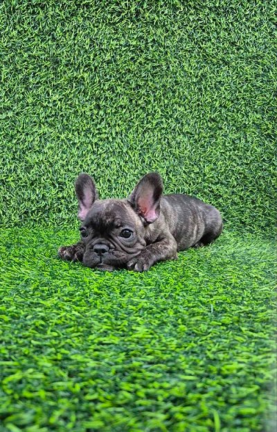Francuski budog