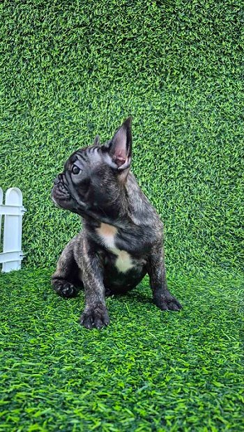 Francuski budog