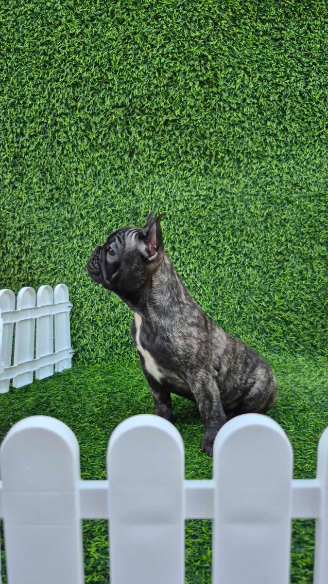 Francuski budog