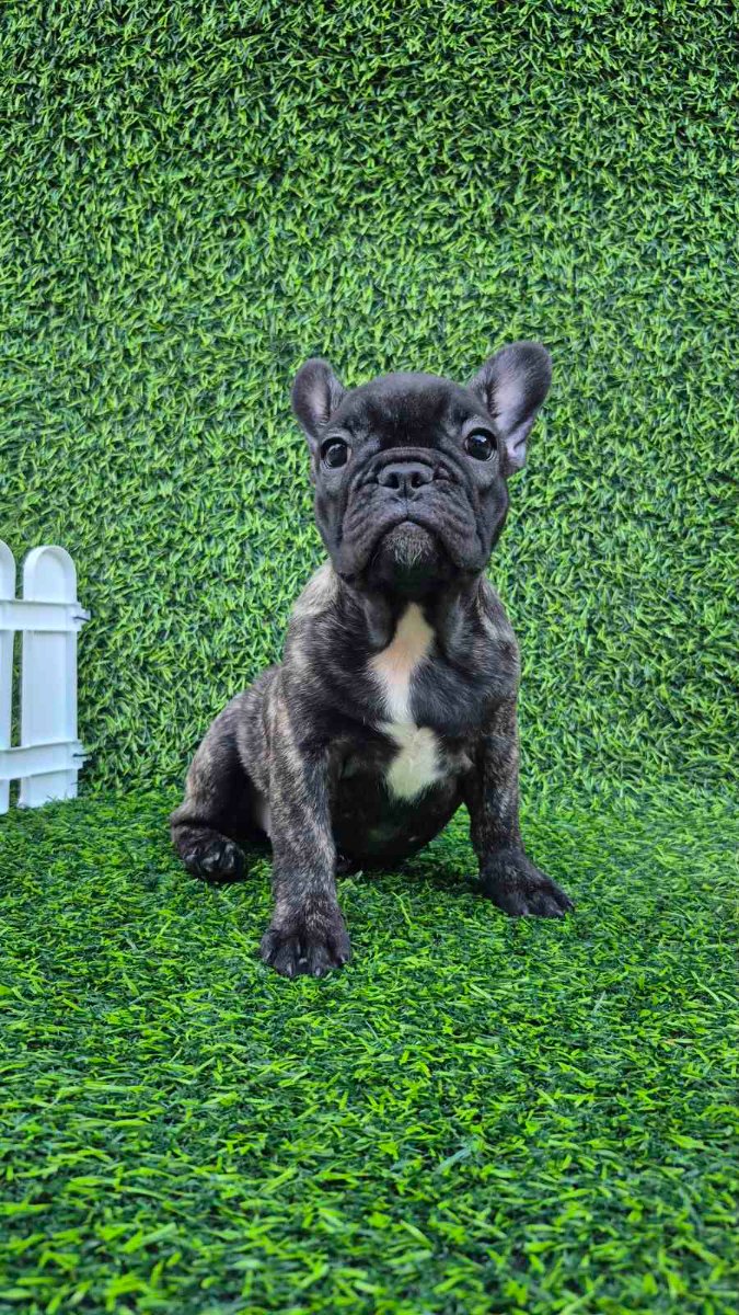 Francuski budog