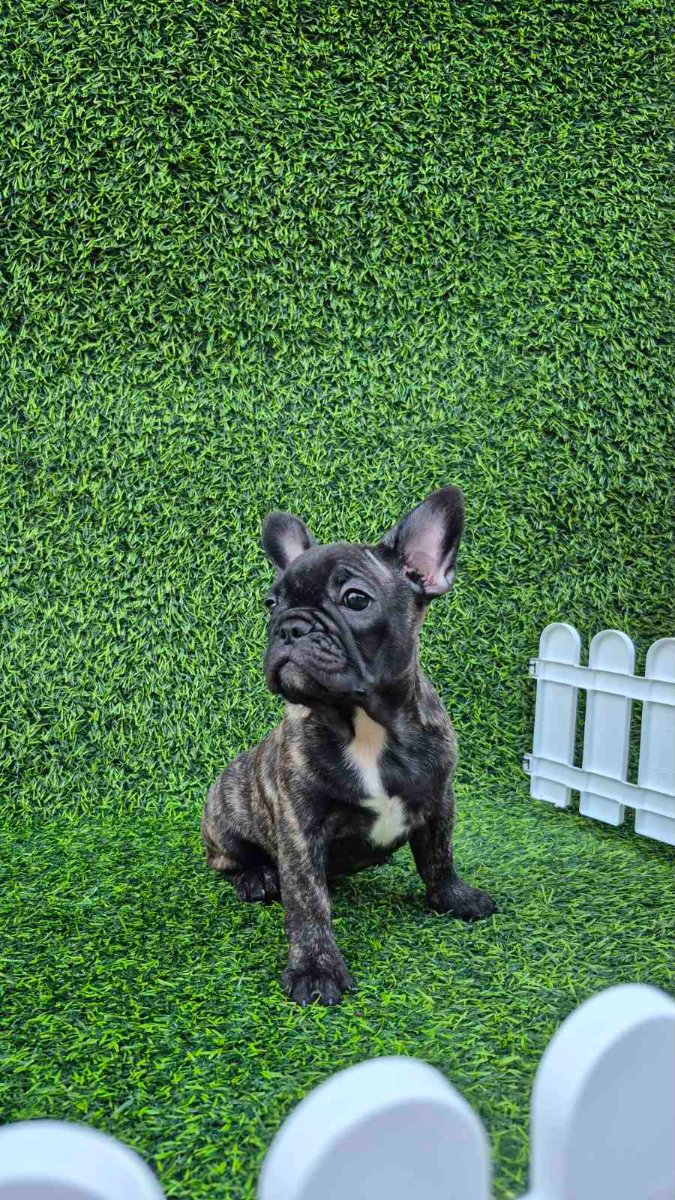 Francuski budog