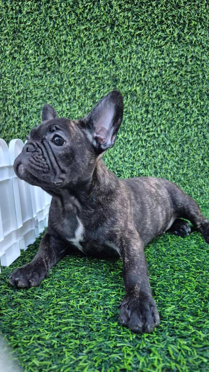 Francuski budog