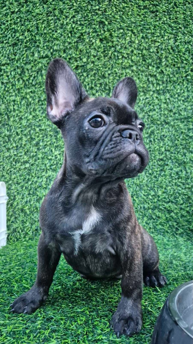 Francuski budog