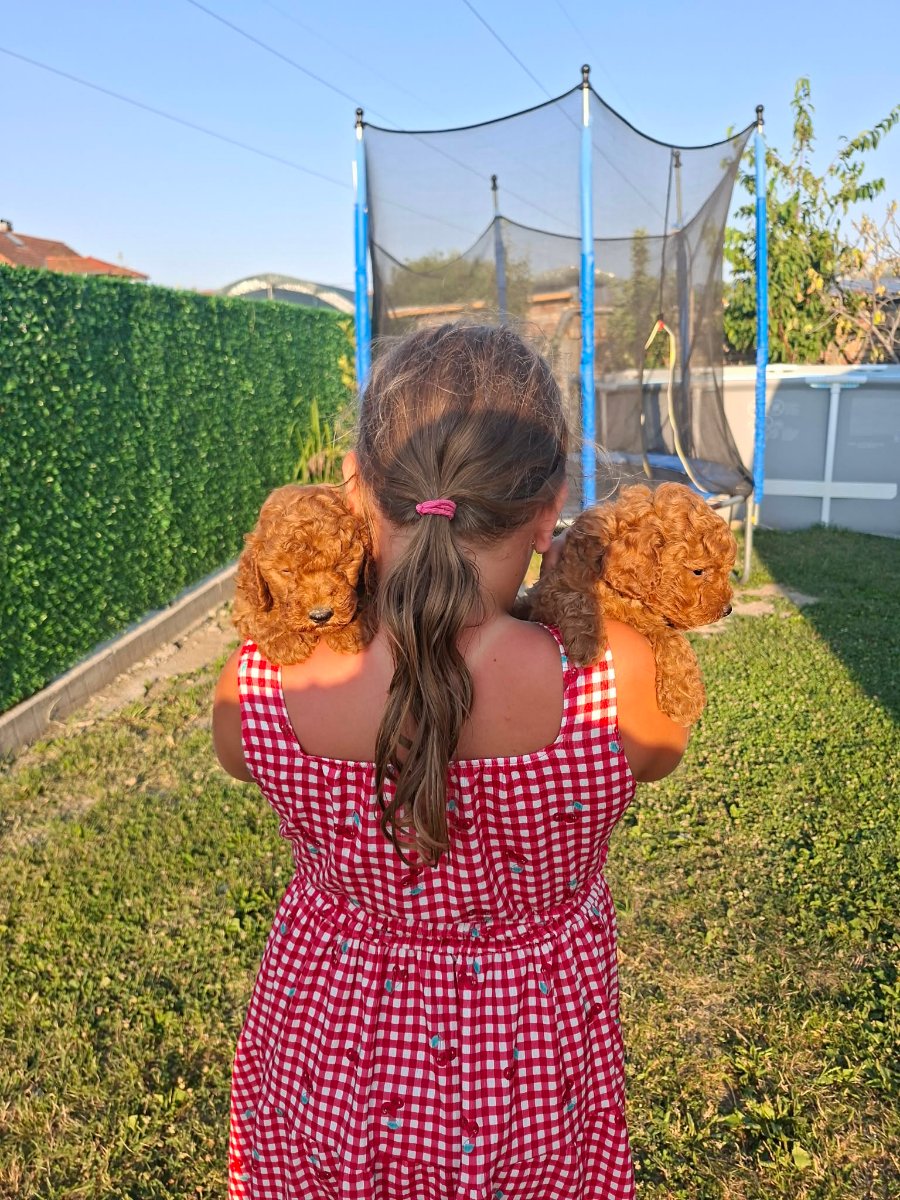 Crvene toy pudle spremne za novi dom