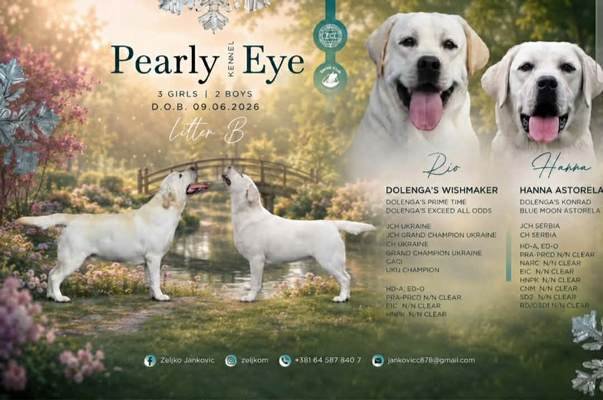 Labrador retriver štenci, prelepi