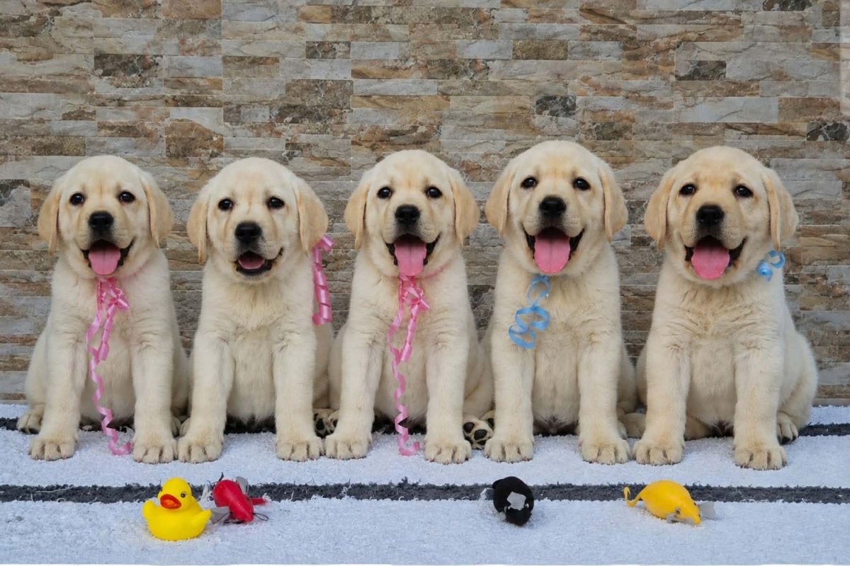Labrador retriver štenci, prelepi