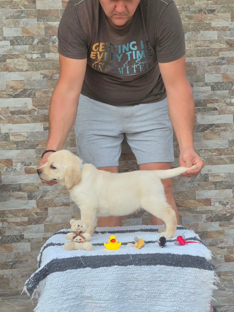 Labrador retriver štenci, prelepi