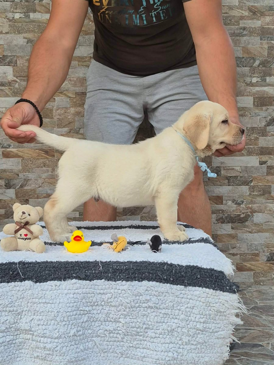 Labrador retriver štenci, prelepi