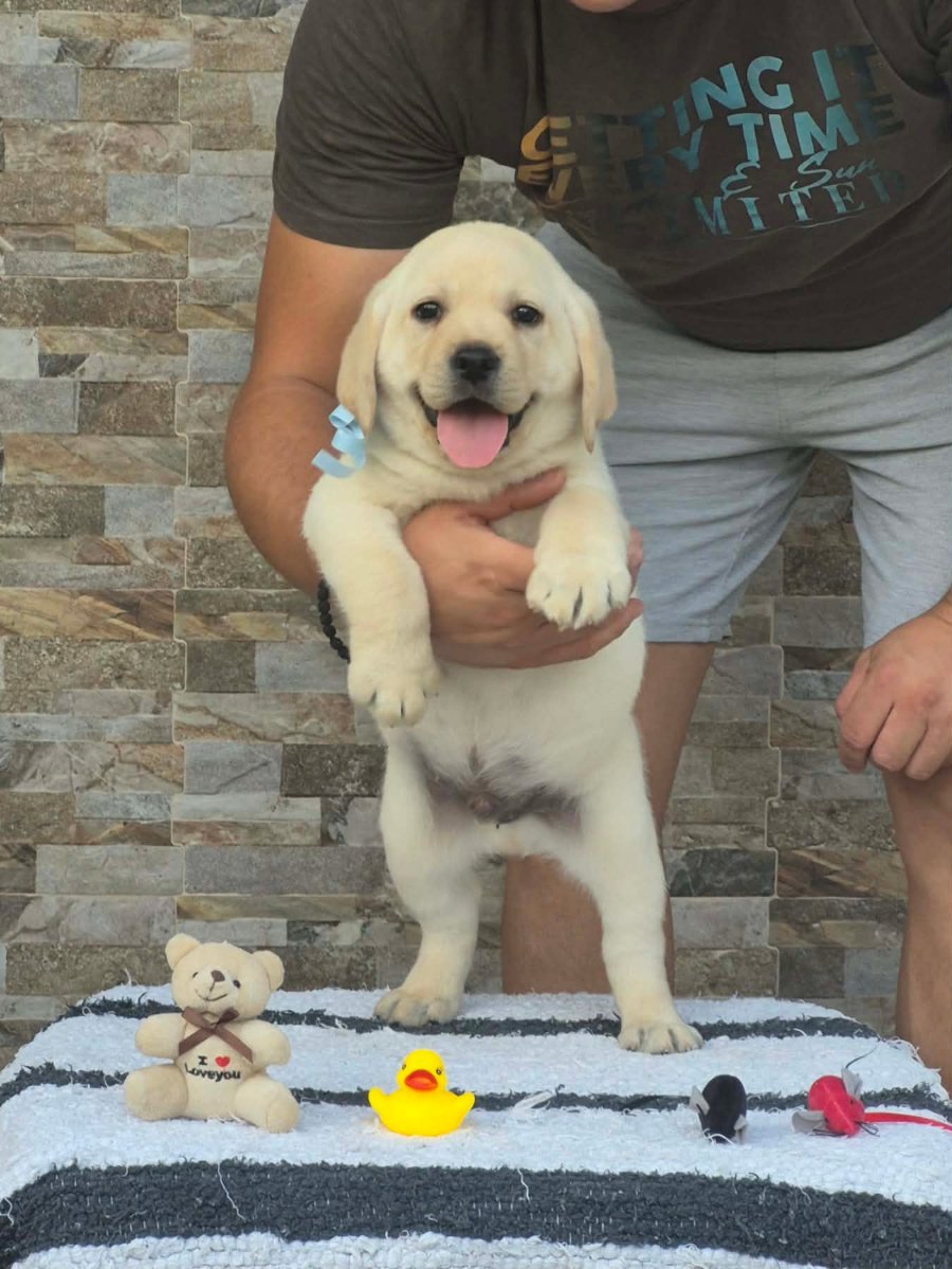 Labrador retriver štenci, prelepi
