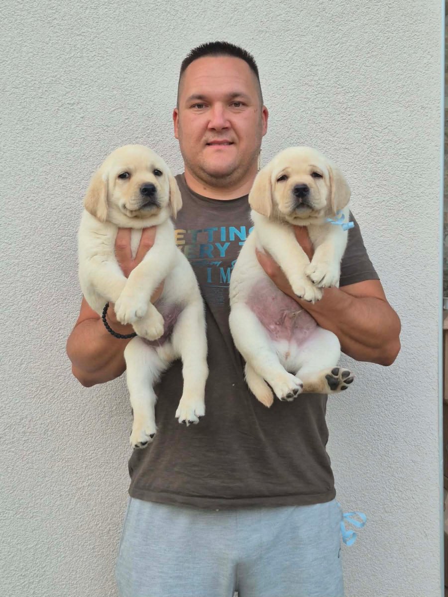 Labrador retriver štenci, prelepi