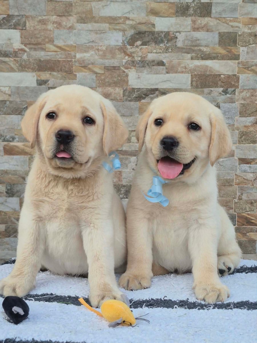 Labrador retriver štenci, prelepi