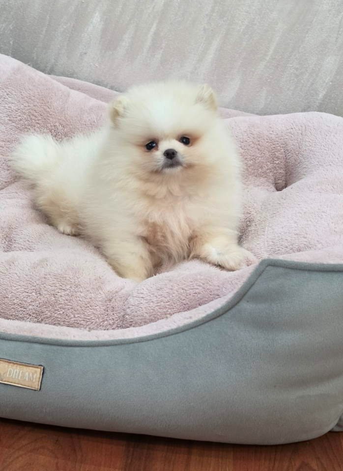 Teddy bear pomeranci, dve sestre