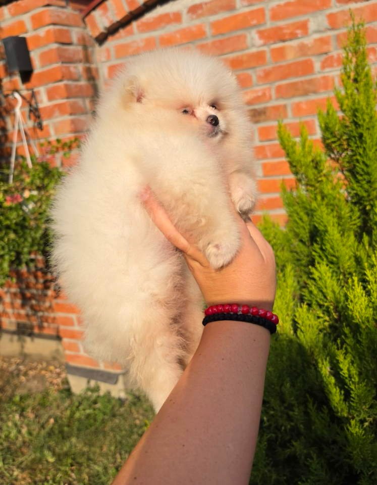 Teddy bear pomeranci, dve sestre